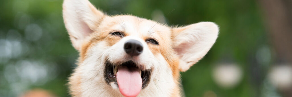 今日は、愛犬の幸せと健康を考える上で重要なワンちゃんにとってのストレスフリーな環境についてお話しします。愛犬の笑顔と健康を守るために、どのような環境を整えるべきなのでしょうか？それでは一緒に見ていきましょう。
愛犬の幸せは、飼い主の幸せですよね。一緒に学んで、愛犬のストレスを軽減しましょう！